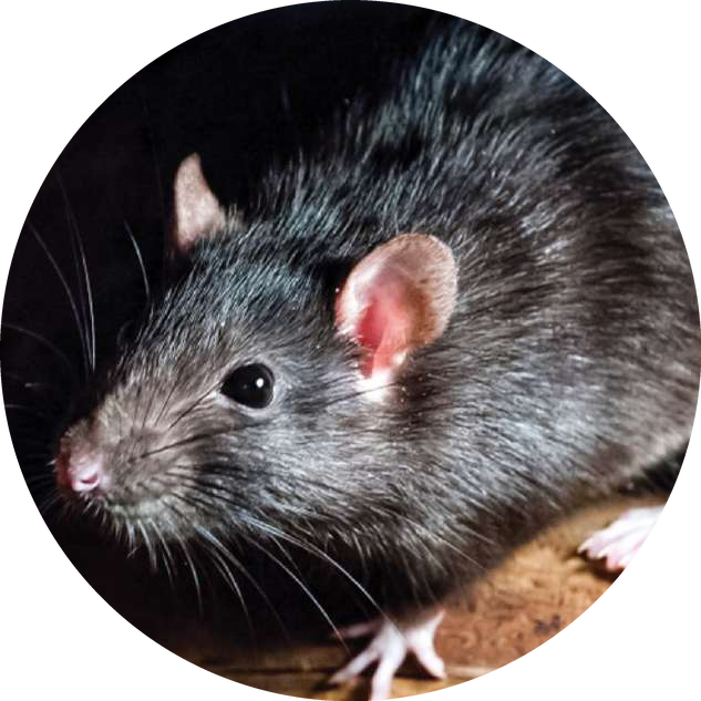 ¿Ratón o rata? Cómo identificar qué roedor tienes en casa – Mice&Co