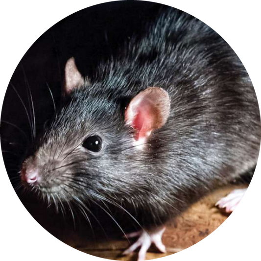 ¿Ratón o rata? Cómo identificar qué roedor tienes en casa